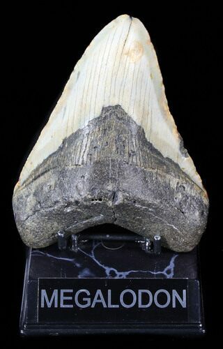 Large, Megalodon Tooth - North Carolina #38690